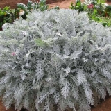 Cineraria: uzgoj iz sjemena, kada saditi + fotografija